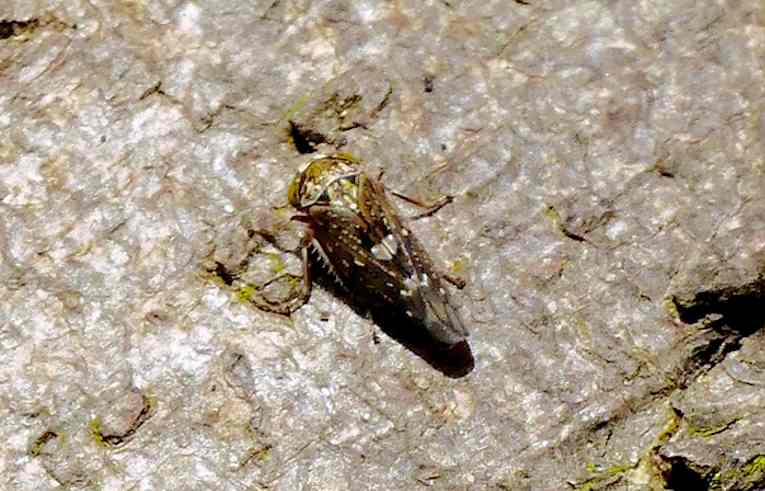 Acericerus heydenii