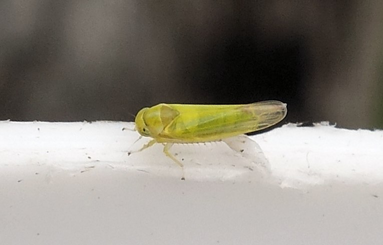Alebra albostriella