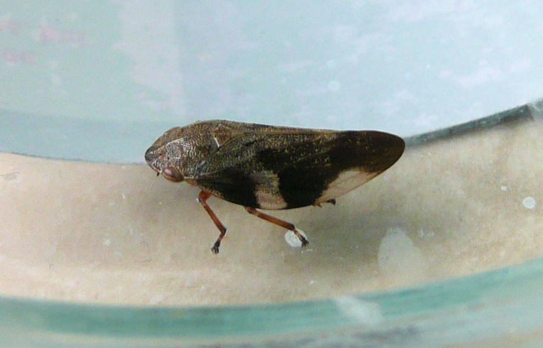 Aphrophora (alni)