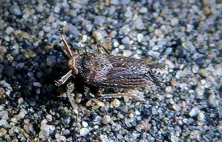 Asiraca clavicornis