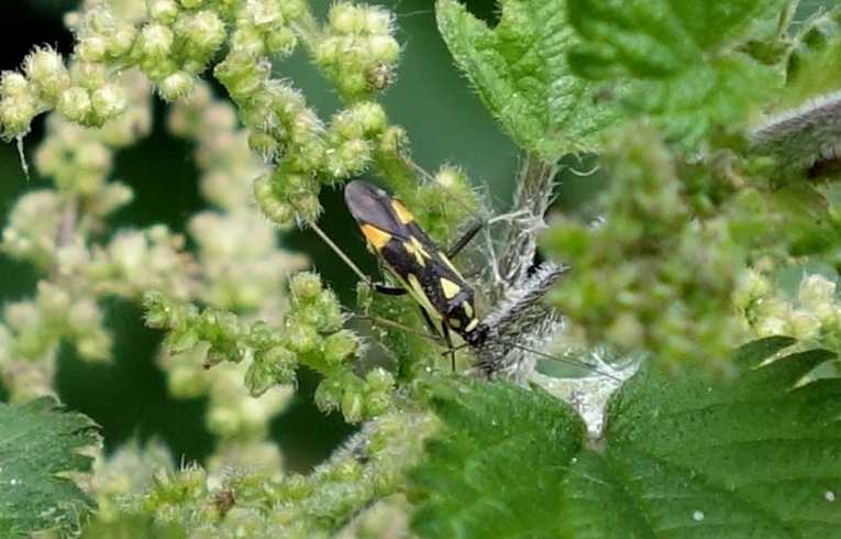 Calocoris stysi