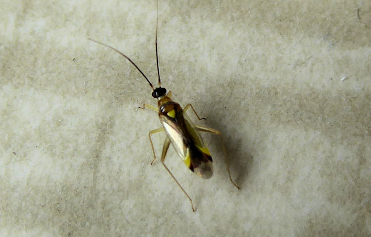 Campyloneura virgula
