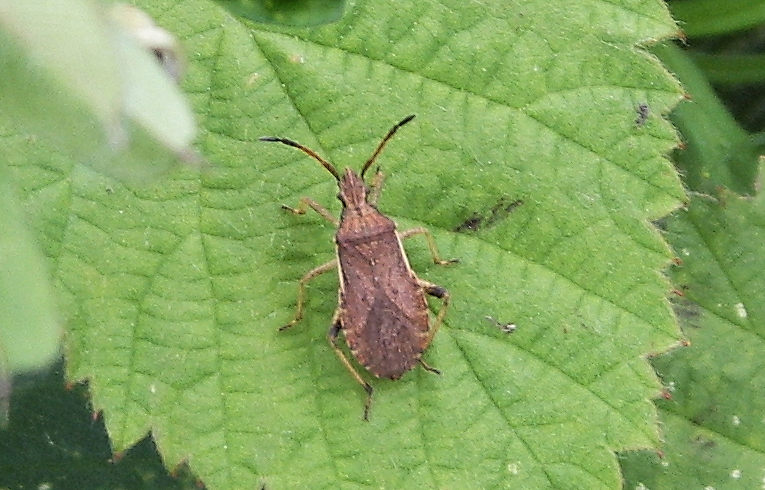 Ceraleptus lividus