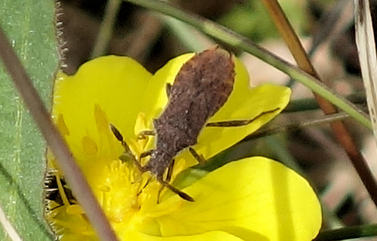 Coriomeris denticulatus