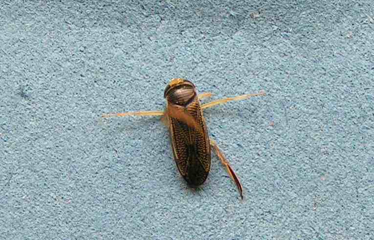 Corixa punctata