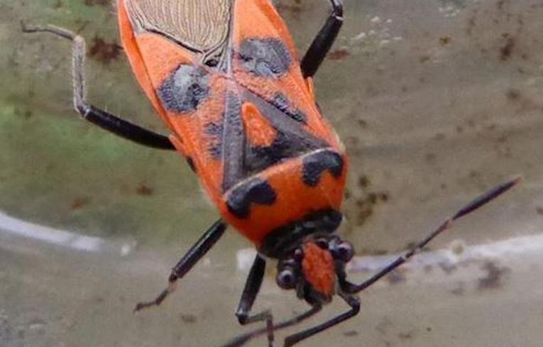 Corizus hyoscyami