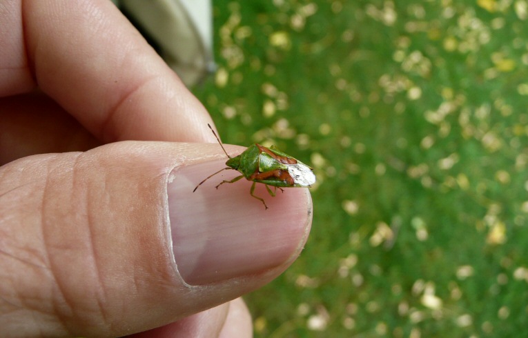 Cyphostethus tristriatus