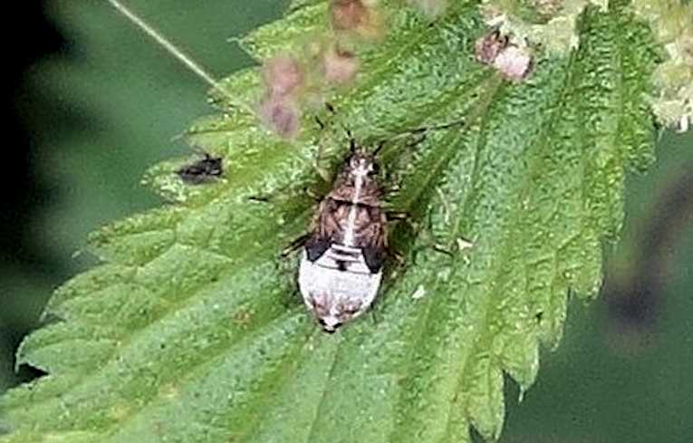 Deraeoceris flavilinea