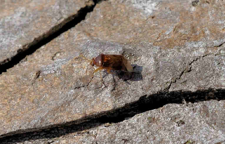 eraeocoris lutescens