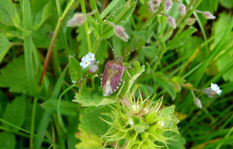 Dolycoris baccarum