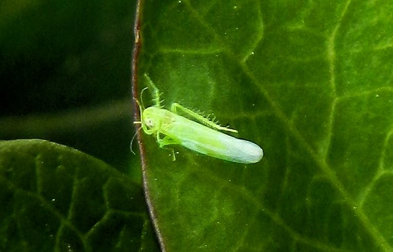Empoasca vitis