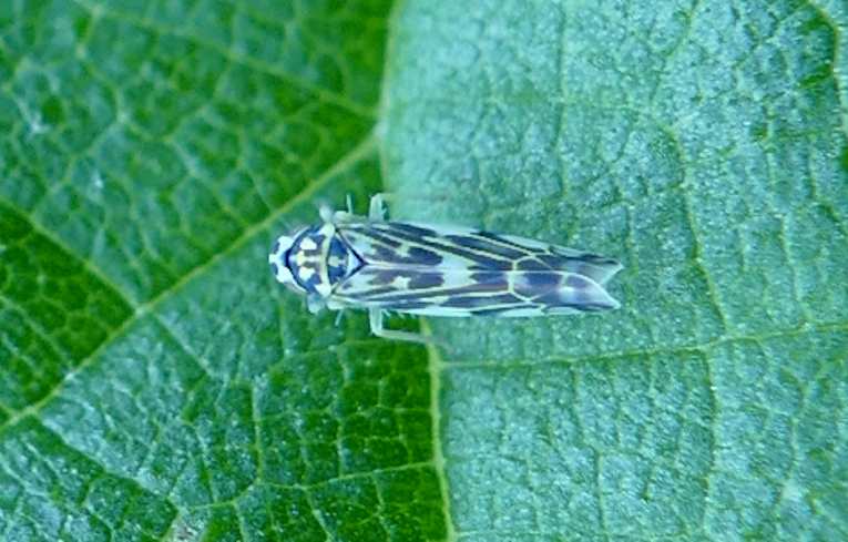Eupteryx florida