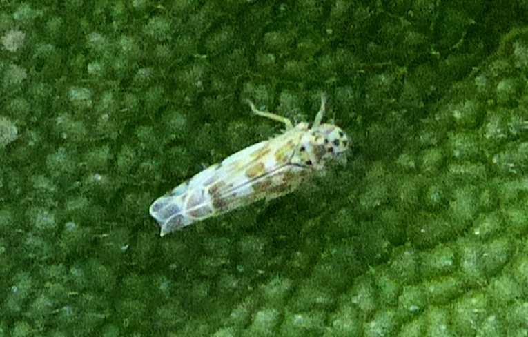 Eupteryx (melissae)