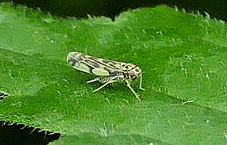 Eupteryx aurata