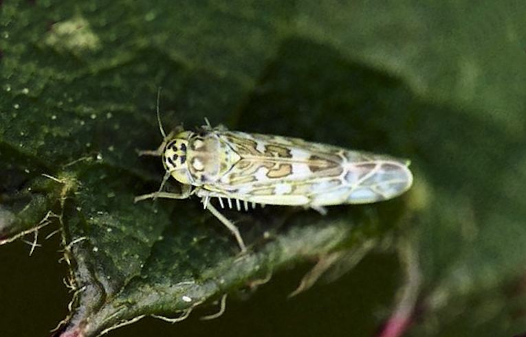 Eupteryx decemnotata