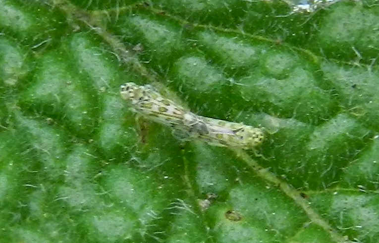 Eupteryx melissae