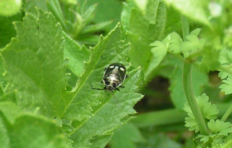 Eurydema oleracea