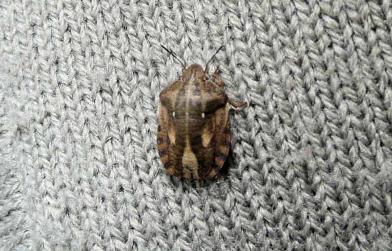 Eurygaster testudinaria