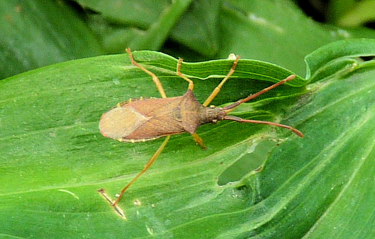 Gonocerus acuteangulatus