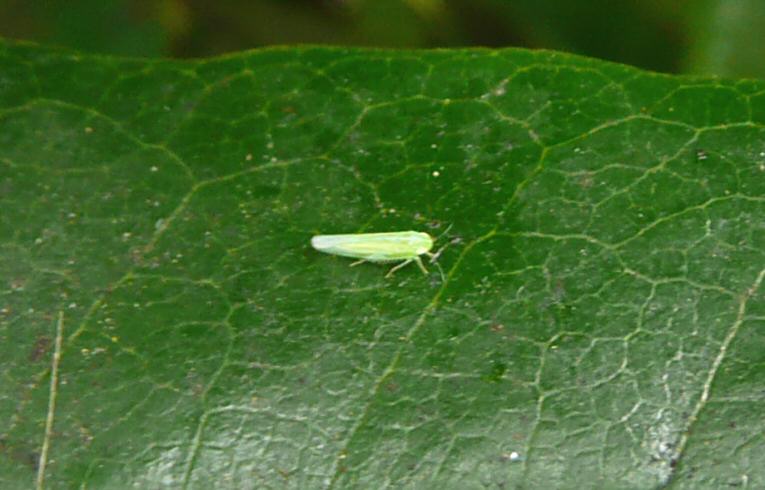 Graphocephala fennahi