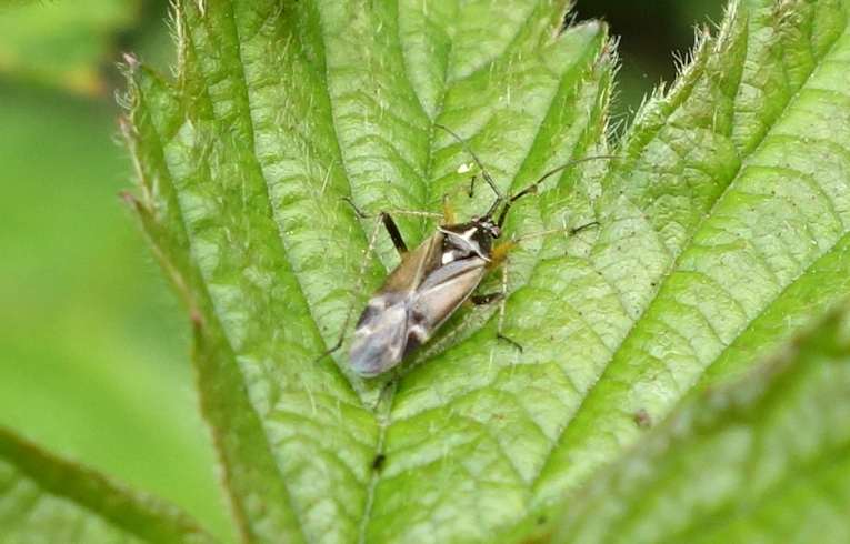  Harpocera thoracica 