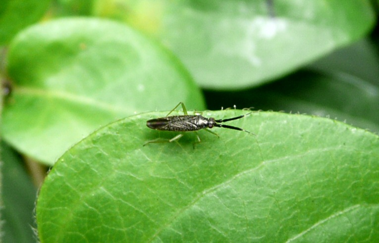 Heterotoma planiconis