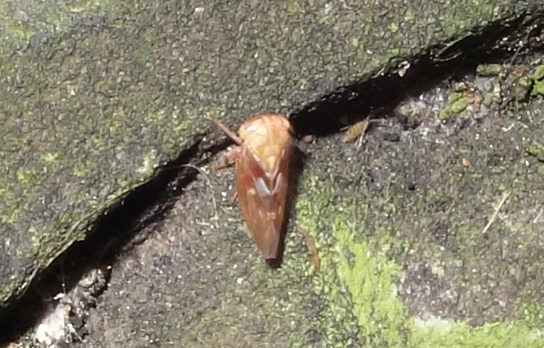 Idiocerus (vitreus ?)