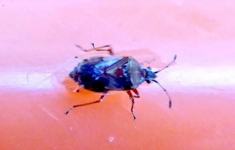 Kleidocerys resedae