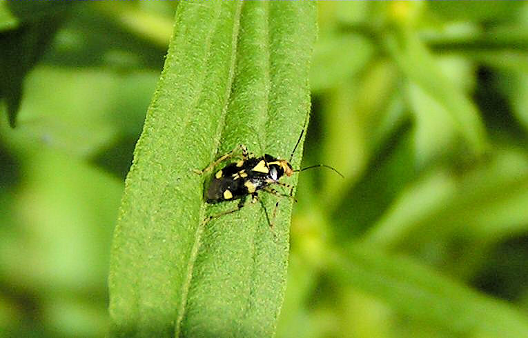 Liocoris tripustulatus