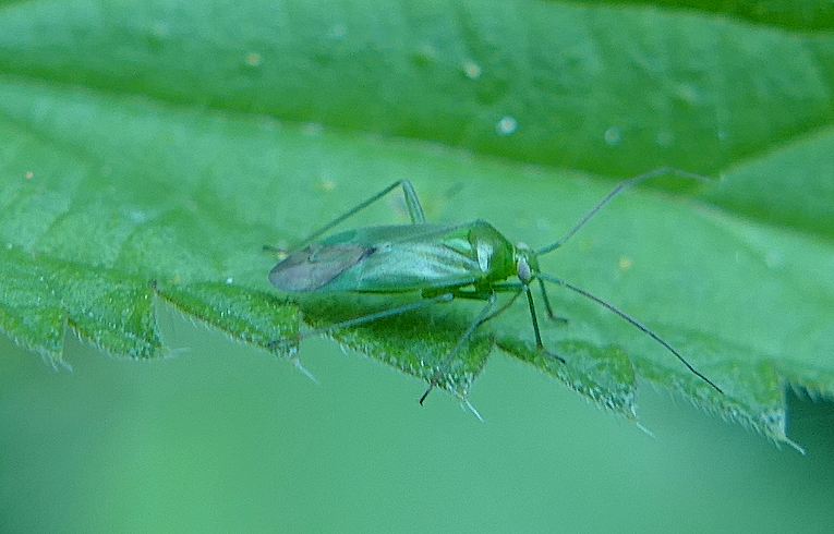 Lygocorus pabulinus