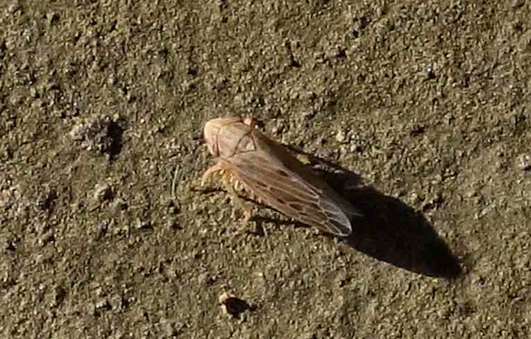 Mocydiopsis attenuata