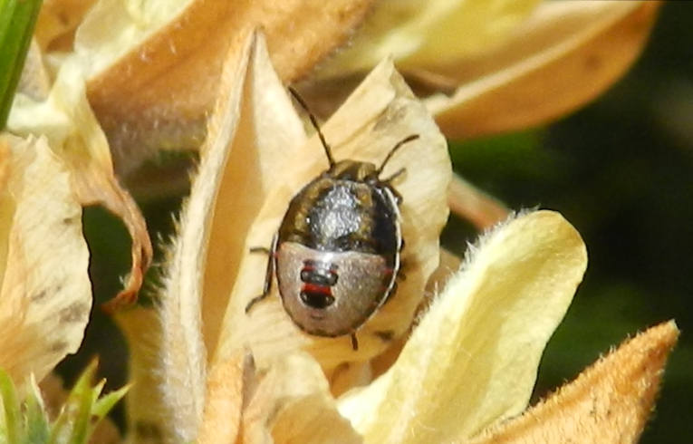 Piezodorus lituratus