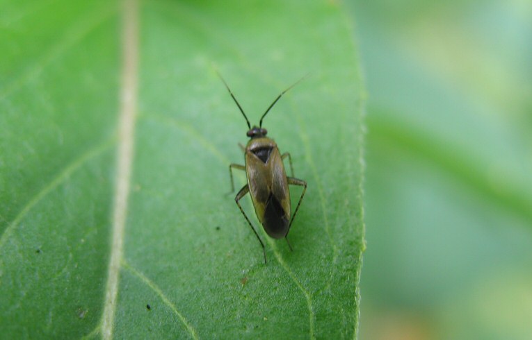 Plagiognathus arbustorum
