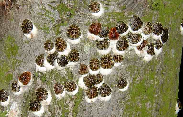 Pulvinaria sp.