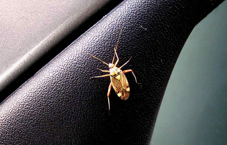 Rhabdomiris striatellus