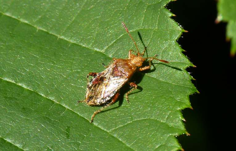 Rhopalus ssubrufus