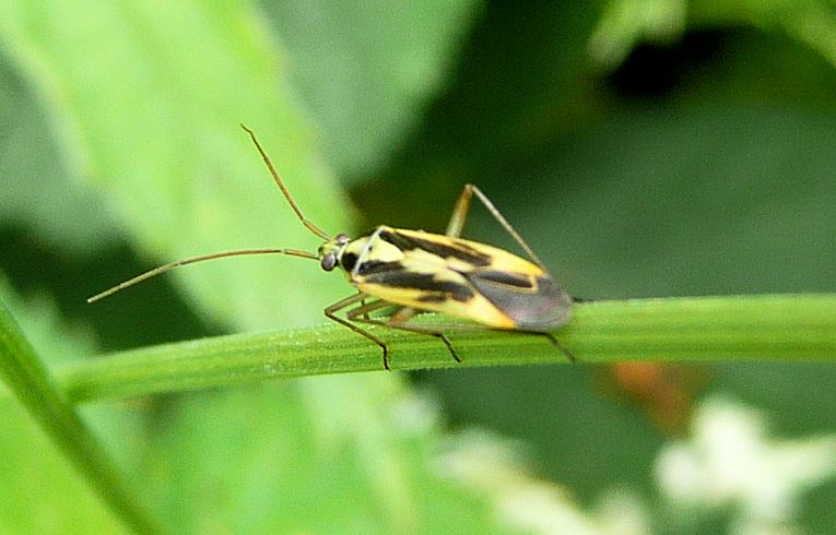 Stenotus binotatus