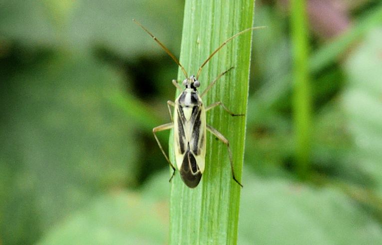 Stenotus binotatus