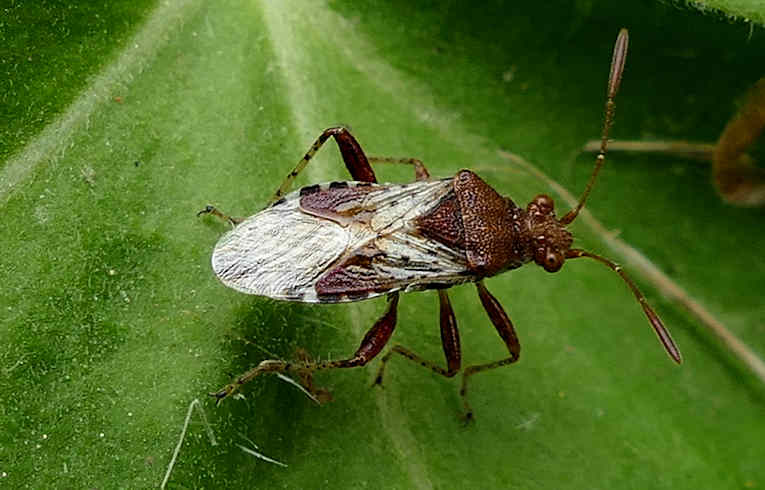 Stictopleurus sp. ?