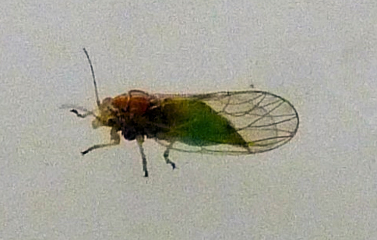 Trioza urticae