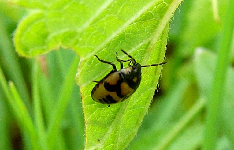 Tritomegas tricolor