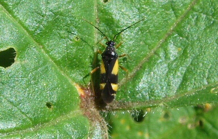 Dryophilocoris flavoquadrimaculatus