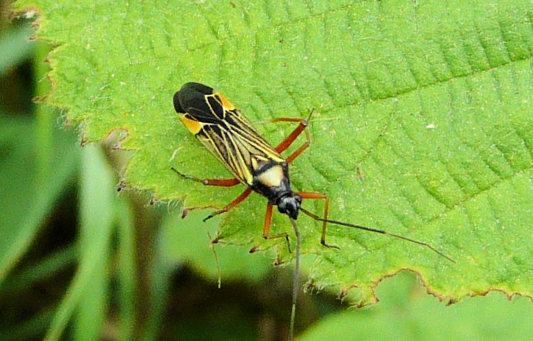 Miris striatus