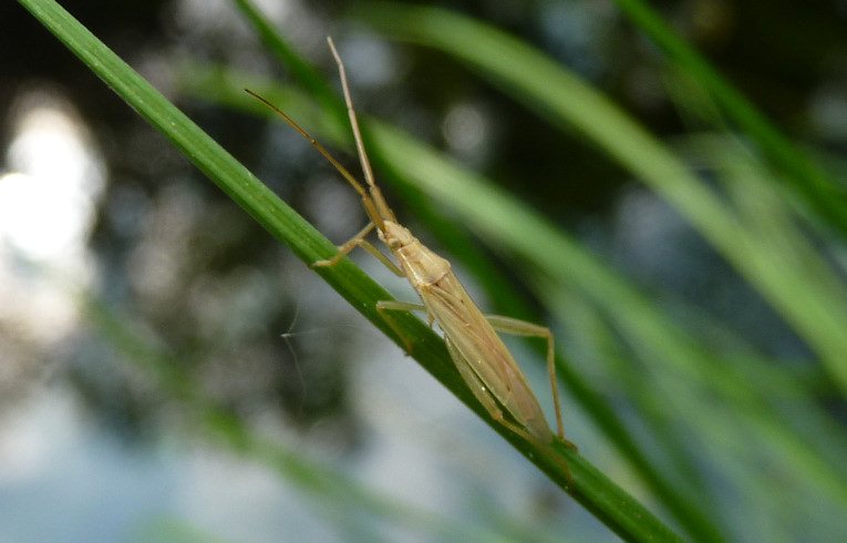 Notostira elongata