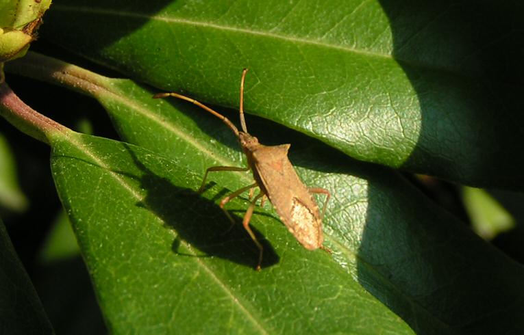 Gonocerus acuteangulatus?