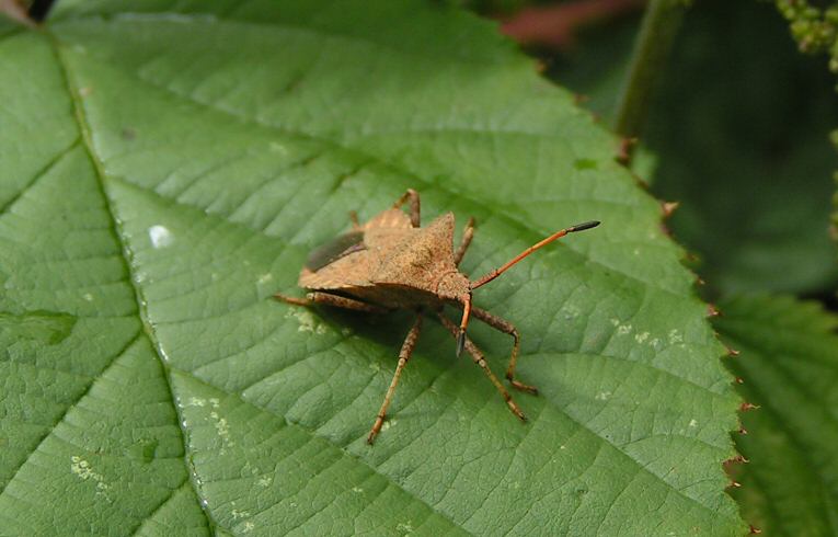 Coreus marginatus