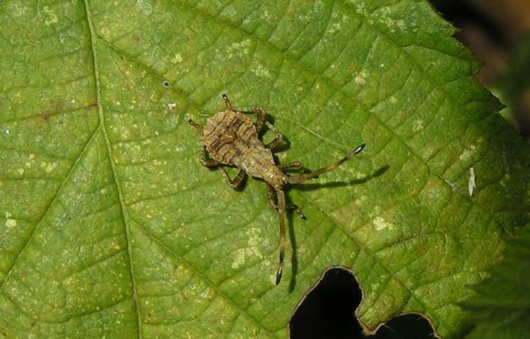 Coreus marginatus