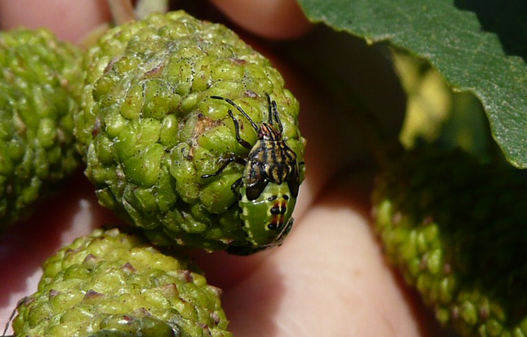Elamucha grisea