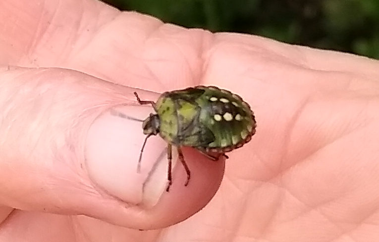 Southern Green Shieldbug