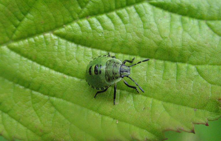 Palomena prasina